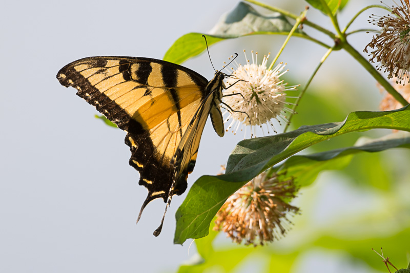 western tiger swallowtail